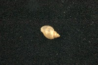 藏品(小椎實螺)的圖片